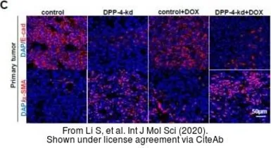 Anti-E-Cadherin antibody [DECMA-1] used in IHC (Frozen sections) (IHC-Fr). GTX11512