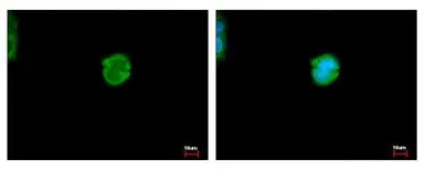 Anti-CES2 antibody used in Immunocytochemistry/ Immunofluorescence (ICC/IF). GTX115142