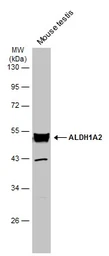 Anti-ALDH1A2 antibody [C1C3] used in Western Blot (WB). GTX115148