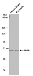 Anti-FUBP1 antibody used in Western Blot (WB). GTX115154