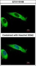 Anti-EIF2 beta antibody used in Immunocytochemistry/ Immunofluorescence (ICC/IF). GTX115156