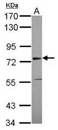Anti-ASH2L antibody used in Western Blot (WB). GTX115182