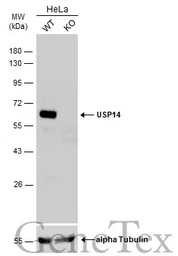 Anti-USP14 antibody used in Western Blot (WB). GTX115186