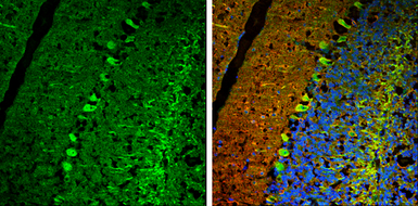 Anti-USP14 antibody used in IHC (Frozen sections) (IHC-Fr). GTX115187