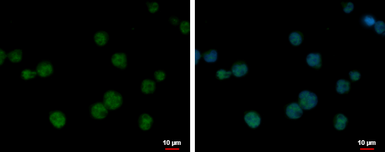 Anti-BCL7C antibody used in Immunocytochemistry/ Immunofluorescence (ICC/IF). GTX115214
