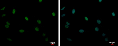 Anti-DDX23 antibody used in Immunocytochemistry/ Immunofluorescence (ICC/IF). GTX115234