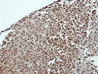 Anti-DDX23 antibody used in IHC (Paraffin sections) (IHC-P). GTX115234