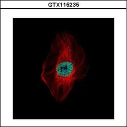 Anti-DDX23 antibody used in Immunocytochemistry/ Immunofluorescence (ICC/IF). GTX115235