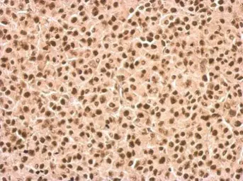 Anti-DDX23 antibody used in IHC (Paraffin sections) (IHC-P). GTX115235