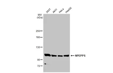 Anti-NPEPPS antibody [N3C2-2], Internal used in Western Blot (WB). GTX115247