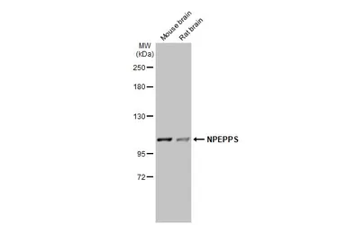 Anti-NPEPPS antibody [N3C2-2], Internal used in Western Blot (WB). GTX115247