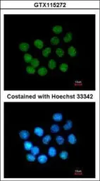 Anti-SAFB2 antibody [N2C1], Internal used in Immunocytochemistry/ Immunofluorescence (ICC/IF). GTX115272