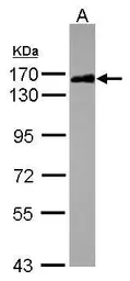 Anti-SAFB2 antibody [N2C1], Internal used in Western Blot (WB). GTX115272