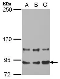 Anti-THRAP5 antibody [N1N3] used in Western Blot (WB). GTX115331