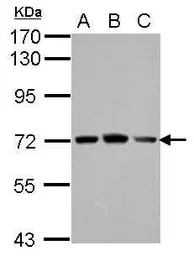 Anti-FARSB antibody used in Western Blot (WB). GTX115336