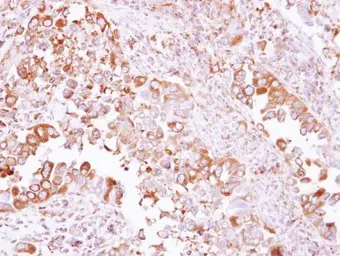 Anti-ACTR1A antibody used in IHC (Paraffin sections) (IHC-P). GTX115348