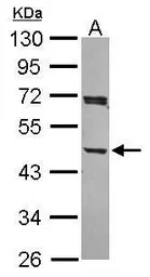 Anti-ACTR1A antibody used in Western Blot (WB). GTX115348