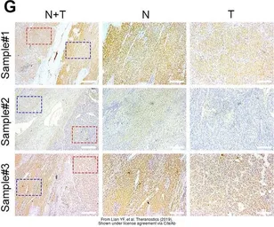 Anti-RNF41 antibody used in IHC (Paraffin sections) (IHC-P). GTX115366