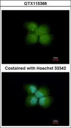 Anti-RNF41 antibody used in Immunocytochemistry/ Immunofluorescence (ICC/IF). GTX115366