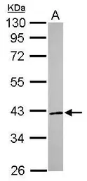 Anti-RNF41 antibody used in Western Blot (WB). GTX115366