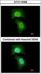 Anti-MPHOSPH6 antibody [N1C3] used in Immunocytochemistry/ Immunofluorescence (ICC/IF). GTX115368