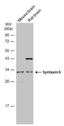Anti-Syntaxin 6 antibody [N1C3] used in Western Blot (WB). GTX115375