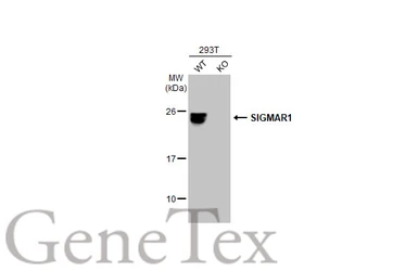 Anti-SIGMAR1 antibody [N1C3] used in Western Blot (WB). GTX115389