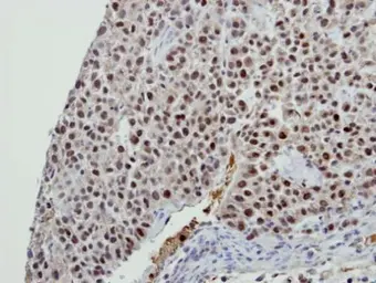 Anti-BCAS2 antibody used in IHC (Paraffin sections) (IHC-P). GTX115390
