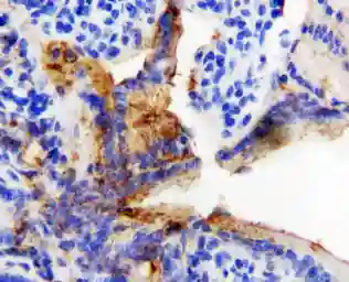 Anti-HSP60 antibody used in IHC (Paraffin sections) (IHC-P). GTX11540