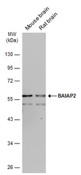Anti-BAIAP2 antibody used in Western Blot (WB). GTX115421