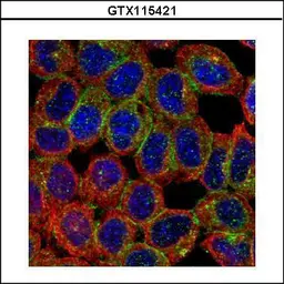 Anti-BAIAP2 antibody used in Immunocytochemistry/ Immunofluorescence (ICC/IF). GTX115421