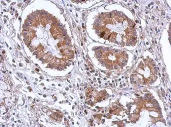 Anti-SCGN antibody [N1C2] used in IHC (Paraffin sections) (IHC-P). GTX115442