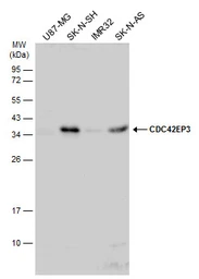 Anti-CDC42EP3 antibody used in Western Blot (WB). GTX115445