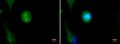 Anti-SPAG5 antibody used in Immunocytochemistry/ Immunofluorescence (ICC/IF). GTX115448
