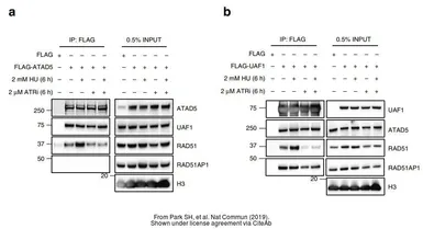 Anti-RAD51AP1 antibody [N1C1] used in Western Blot (WB). GTX115455