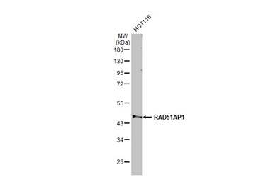 Anti-RAD51AP1 antibody [N1C1] used in Western Blot (WB). GTX115455