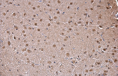 Anti-SAM68 antibody [N2C3] used in IHC (Paraffin sections) (IHC-P). GTX115462