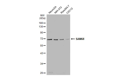 Anti-SAM68 antibody [N2C3] used in Western Blot (WB). GTX115462