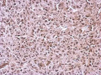 Anti-CUGBP2 antibody [N1N3] used in IHC (Paraffin sections) (IHC-P). GTX115463