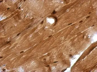Anti-GMEB1 antibody used in IHC (Paraffin sections) (IHC-P). GTX115465