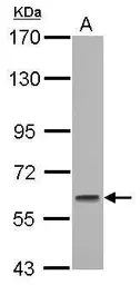 Anti-GMEB1 antibody used in Western Blot (WB). GTX115465