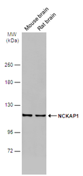 Anti-NCKAP1 antibody [N1N2], N-term used in Western Blot (WB). GTX115481