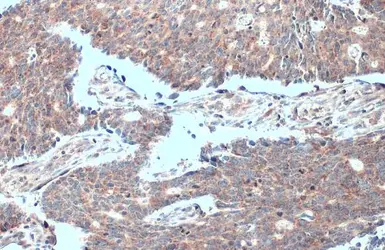 Anti-MTHFD2 antibody [N3C3] used in IHC (Paraffin sections) (IHC-P). GTX115482