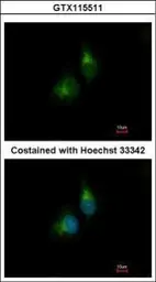 Anti-PDIR antibody [N1N3] used in Immunocytochemistry/ Immunofluorescence (ICC/IF). GTX115511