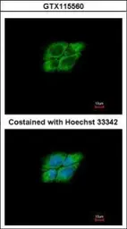 Anti-NARG1 antibody used in Immunocytochemistry/ Immunofluorescence (ICC/IF). GTX115560
