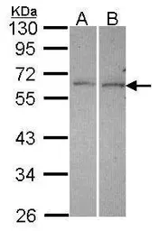 Anti-DUSP10 antibody [N1C1] used in Western Blot (WB). GTX115564