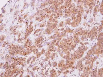 Anti-STYXL1 antibody used in IHC (Paraffin sections) (IHC-P). GTX115567