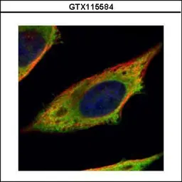Anti-Calpain 11 antibody used in Immunocytochemistry/ Immunofluorescence (ICC/IF). GTX115584