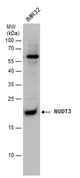 Anti-NUDT3 antibody used in Western Blot (WB). GTX115595
