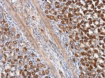 Anti-SEC23IP antibody used in IHC (Paraffin sections) (IHC-P). GTX115597